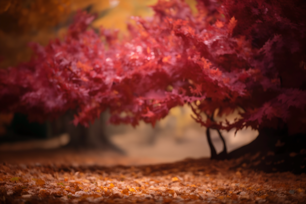 Autumn Forest_09.png